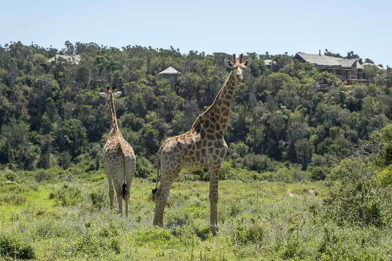 Kariega Game Reserve Bushman's River Mouth Zewnętrze zdjęcie
